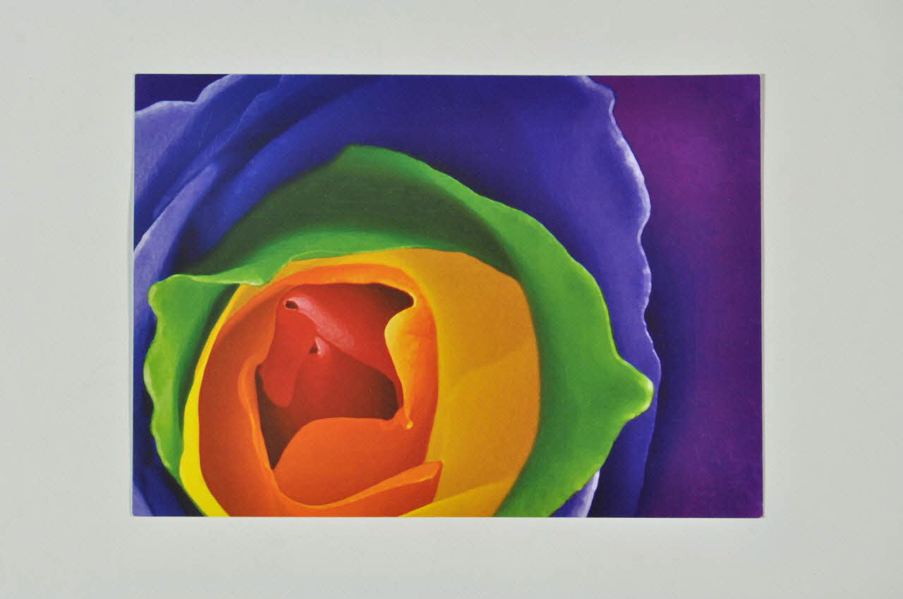 Accept carte postale "Accept diversitatea" (rose) Roumanie 2004 2004.218.8 Photo Mucem