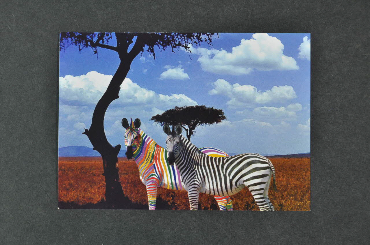 Accept carte postale "Accept diversitatea" (zébres) Roumanie 2004 2004.218.9 Photo Mucem