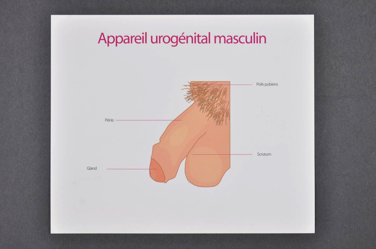 Planche anatomique "Appareil urogénital masculin" Provence-Alpes-Côte d'Azur, France 2005 2005.8.20 Photo Mucem