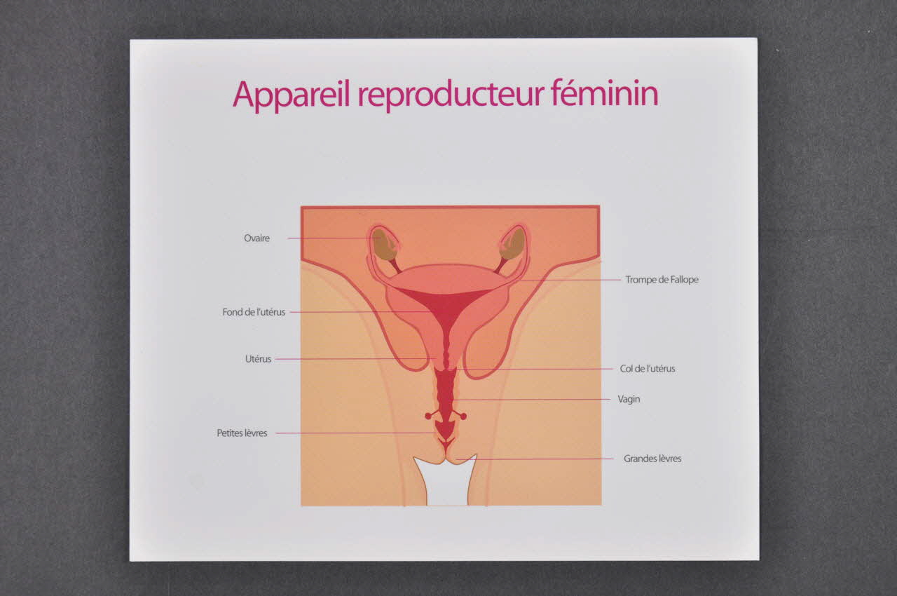 Planche anatomique "Le périnée urogénital" Provence-Alpes-Côte d'Azur, France 2005 2005.8.21 Photo Mucem