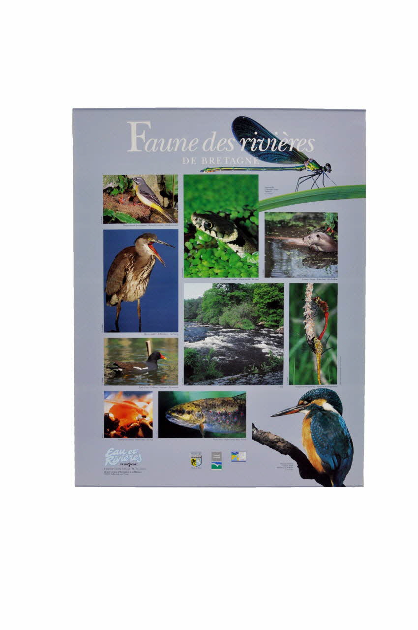 affiche Affiche de l'association Eau et rivières de Bretagne, "Faune des rivières de Bretagne" 2006.176.10 Photo Mucem