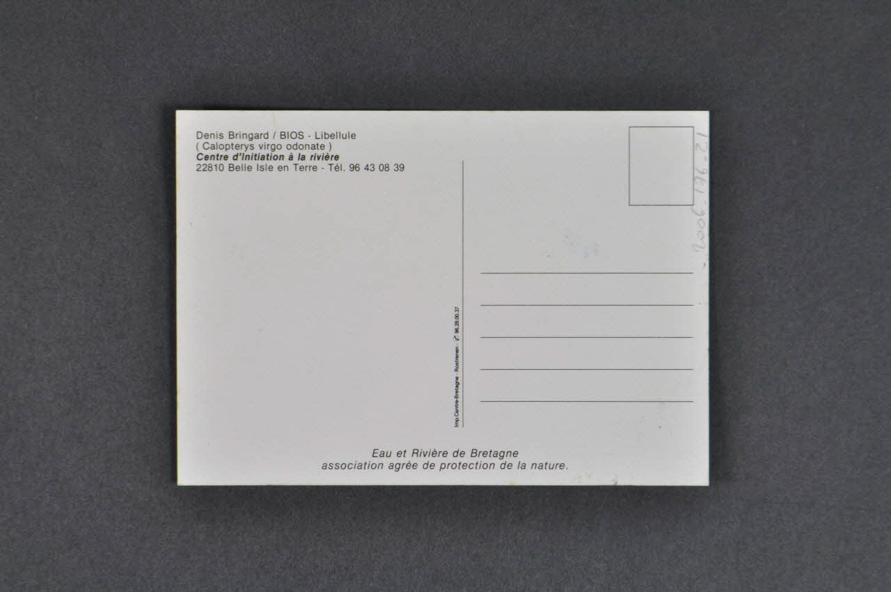 carte postale Carte postale représentant une libellule 2006.176.21 Photo Mucem