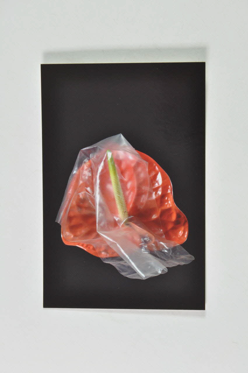 carte postale "Carré femme et anthurium". Photo Laurette Wittner (pour genre) Rhône-Alpes, France 2005 2007.13.23 Photo Mucem
