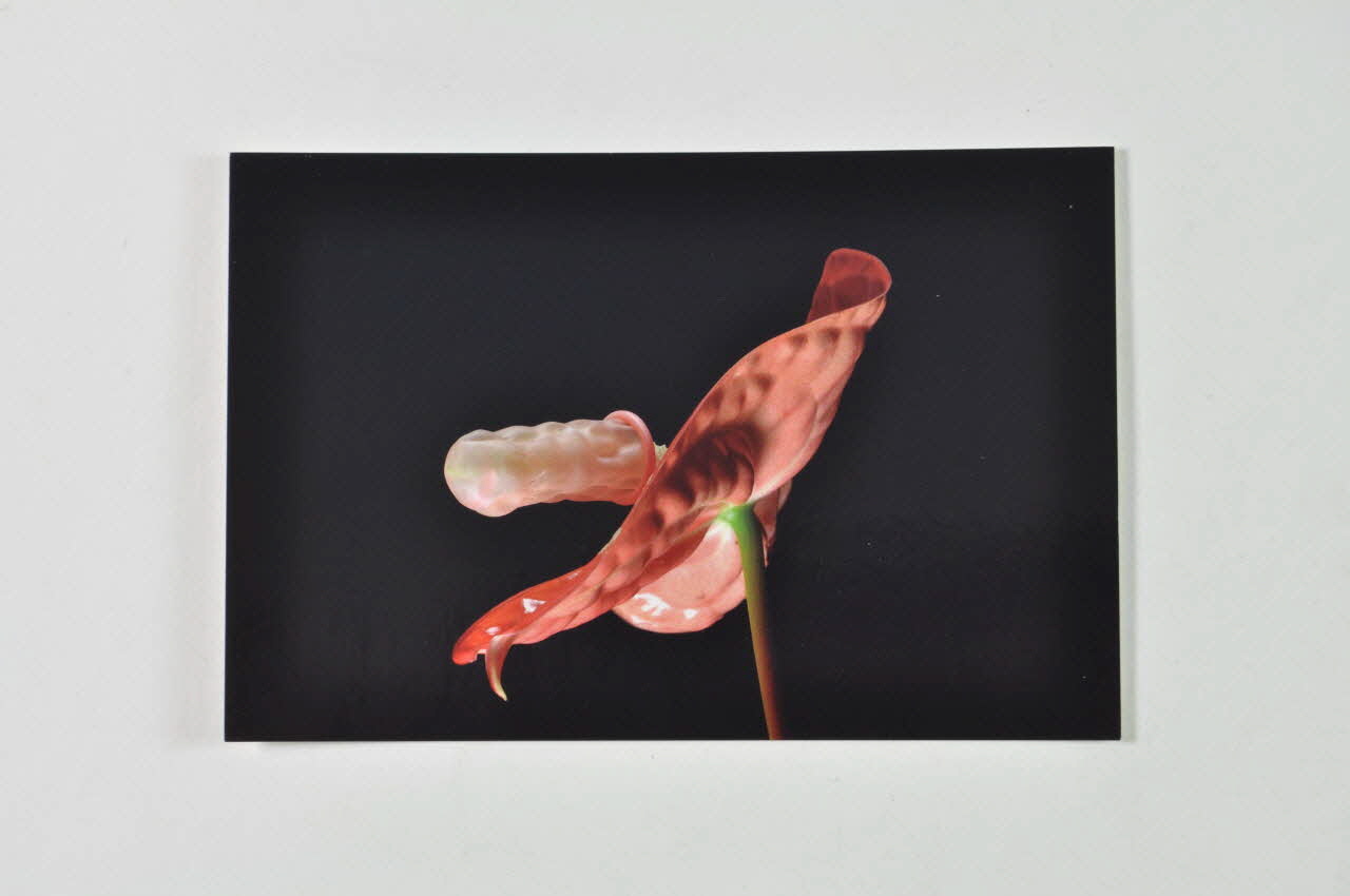 carte postale "Doigtier et anthurium". Photo Laurette Wittner (pour genre) Rhône-Alpes, France 2005 2007.13.28 Photo Mucem