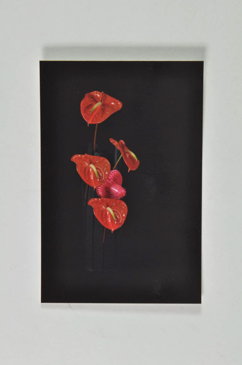 carte postale "Vibromasseur de clitoris et anthuriums". Photo Laurette Wittner (pour genre) Rhône-Alpes, France 2005 2007.13.6 Photo Mucem