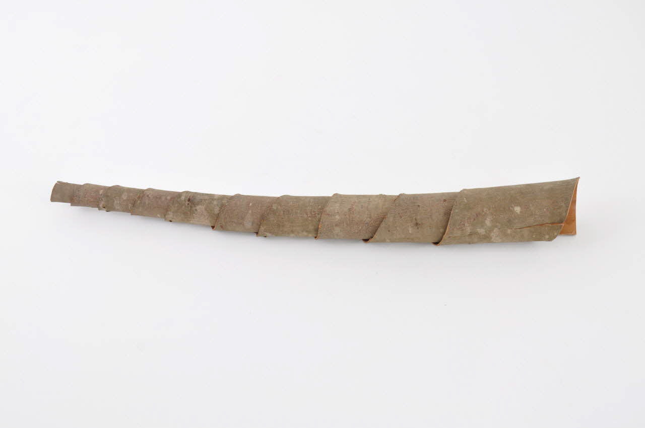 Auguste Vignaux hautbois d'écorce Trompe de charivari Midi-Pyrénées, France 1956 1956.54.35.1 Photo Mucem