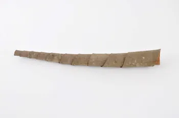 Auguste Vignaux hautbois d'écorce Trompe de charivari Midi-Pyrénées, France 1956 1956.54.35.1 Photo Mucem