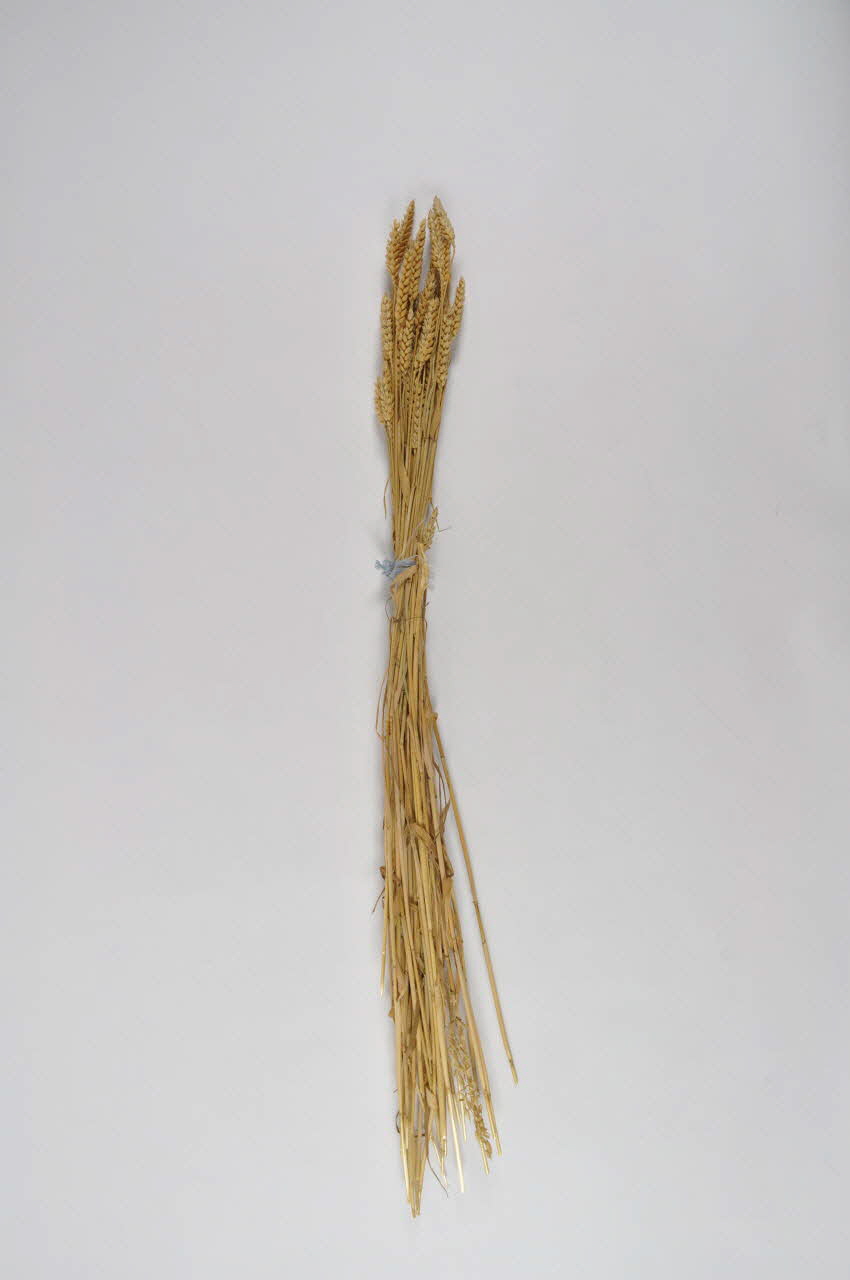 BLE DMH1980.97.14 Photo Mucem