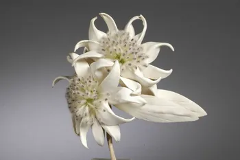 fleur artificielle 1972.150.945.220.1-2 Photo Mucem/Christophe Fouin