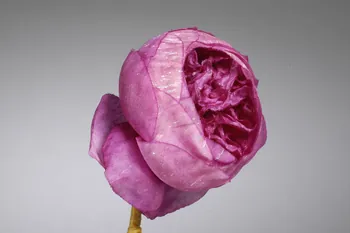 fleur artificielle 1972.150.945.290  Photo