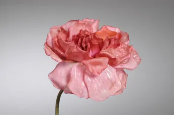 fleur artificielle 1972.150.945.367 Photo