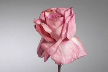 fleur artificielle 1972.150.945.369 Photo