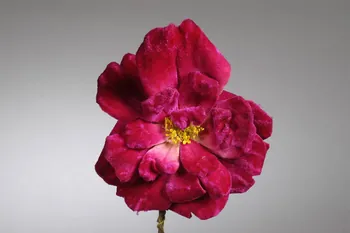 fleur artificielle 1972.150.945.406 Photo
