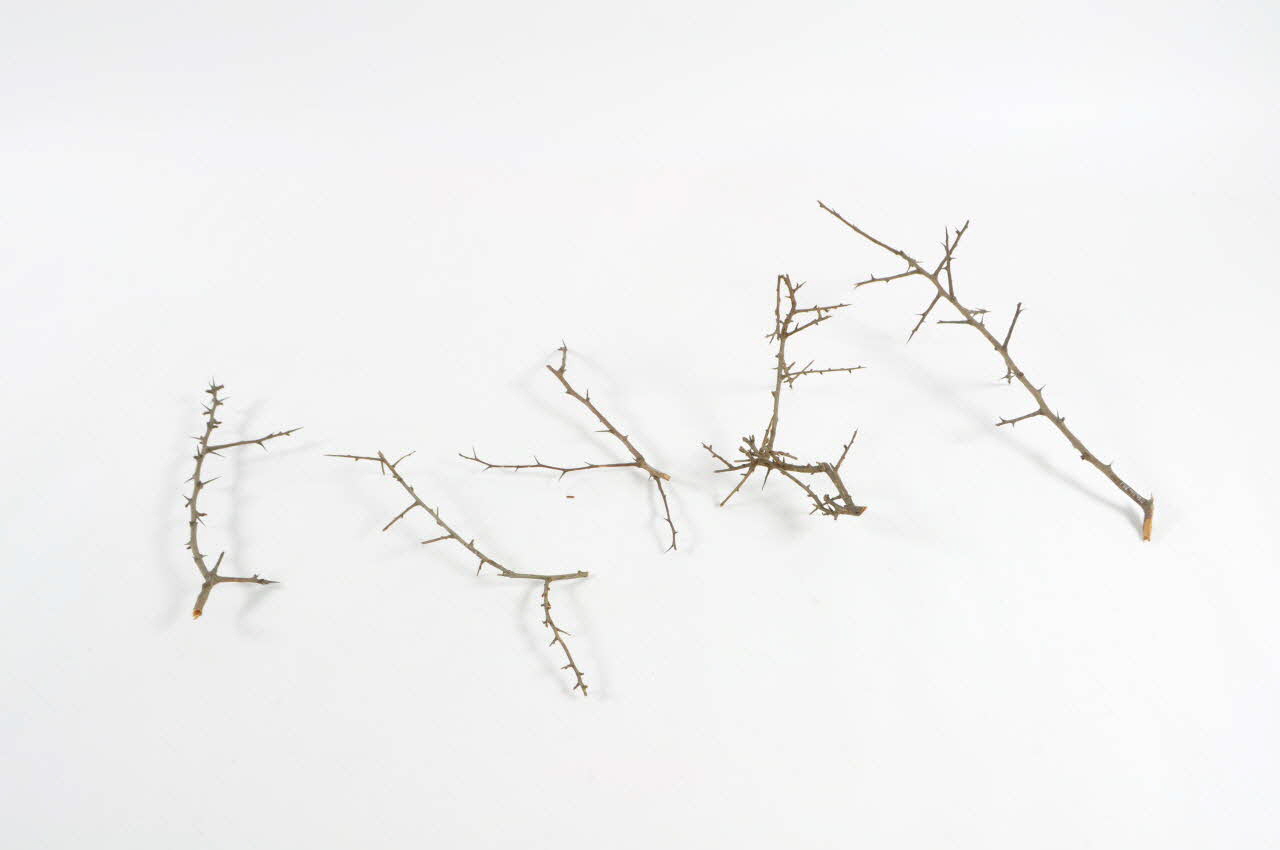 Auguste Vignaux BRANCHE Midi-Pyrénées, France 1956 1956.54.39 Photo Mucem