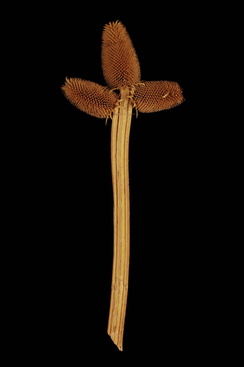 amulette casso- diable 1898.6.1 Photo Mucem / Anne Maigret