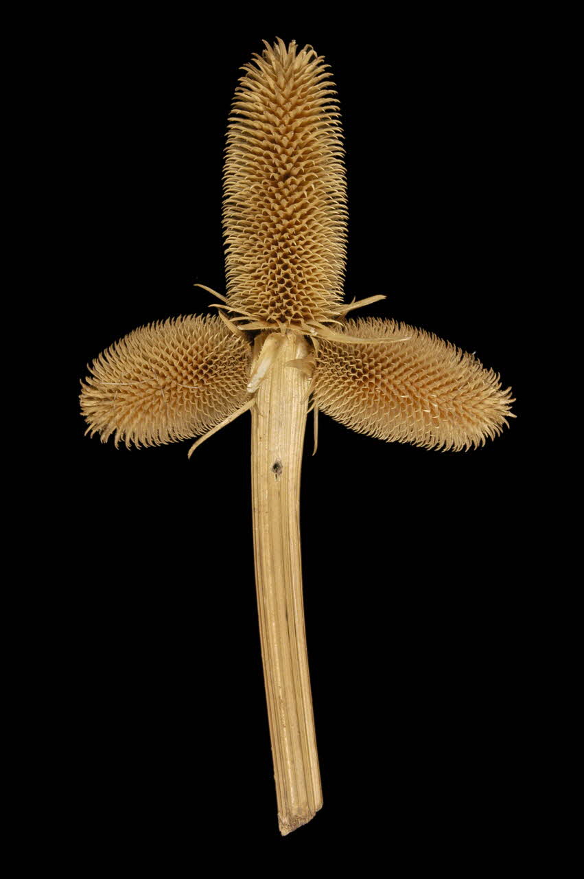 CHARDON Chardon en croix 1938.183.1 Photo