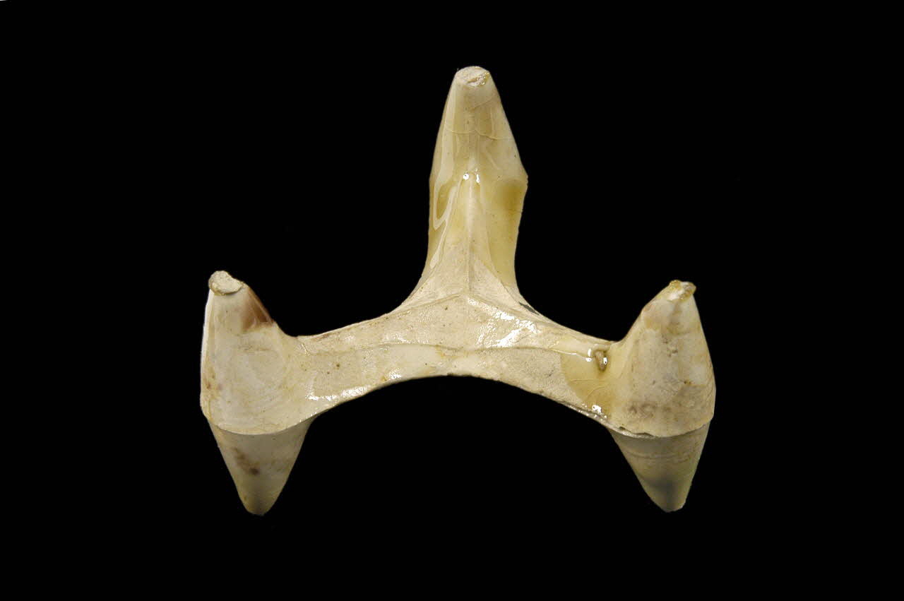 TREPIED TERRE 1945.12.2 Photo