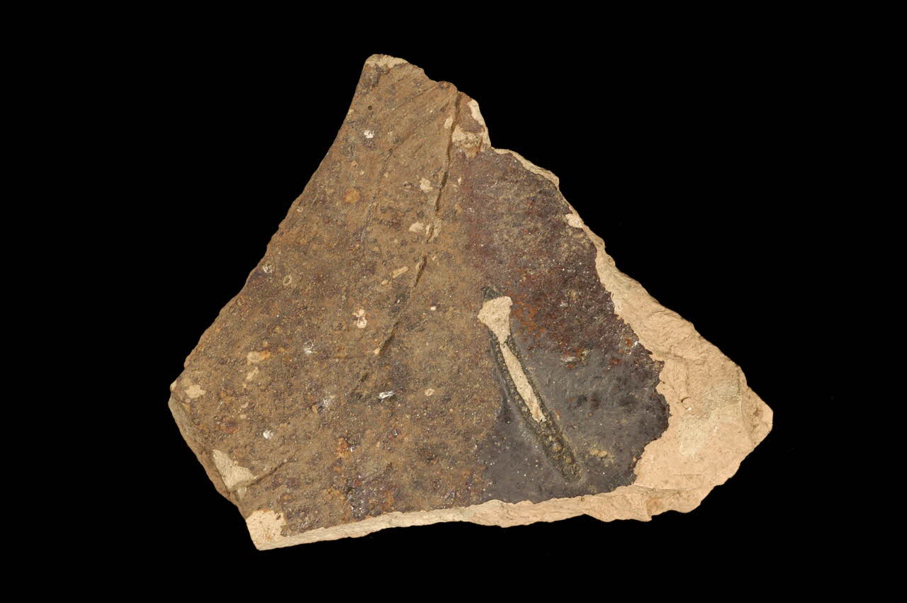 tesson de pot 1952.2.15 Photo