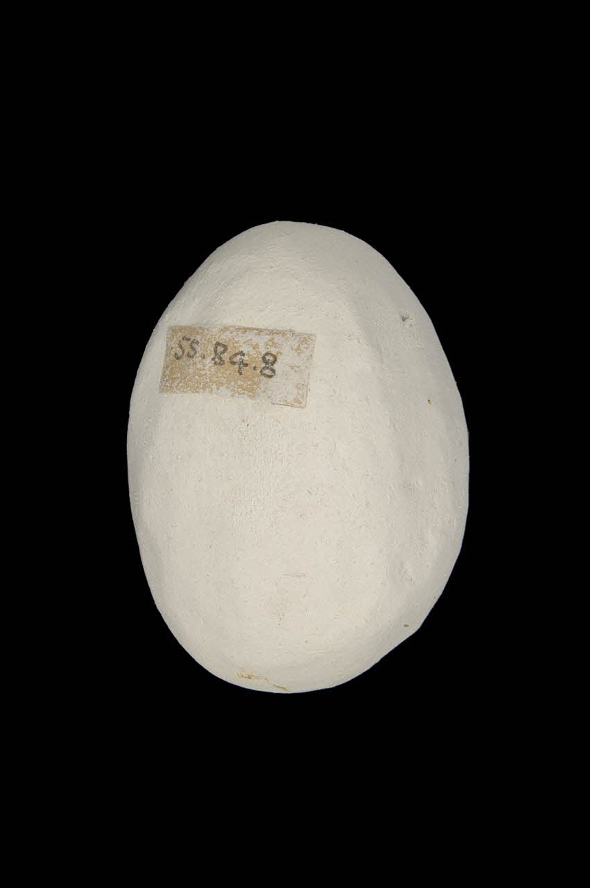 OEUF DE PLATRE 1955.64.8 Photo