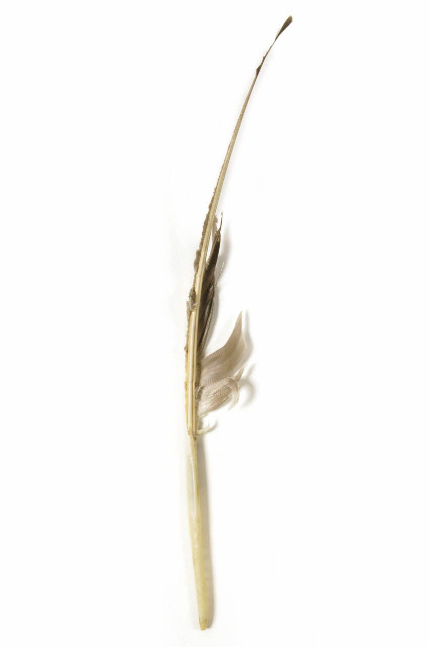 stade de fabrication d'une anche 1956.54.23.2 Photo