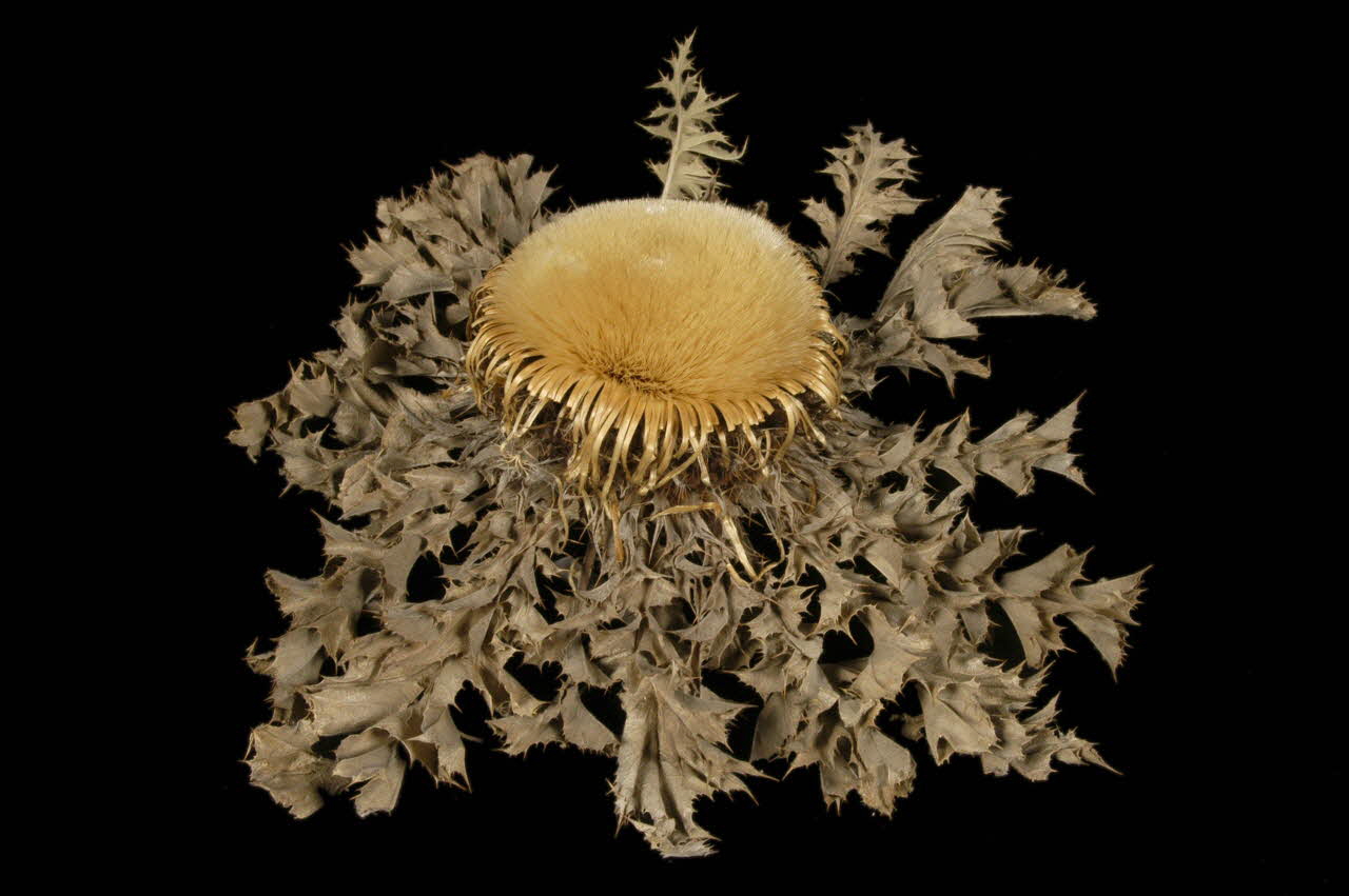 CHARDON chardousse 1960.104.24 Photo