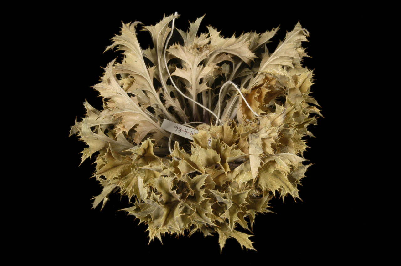 CHARDON 1960.104.25 Photo