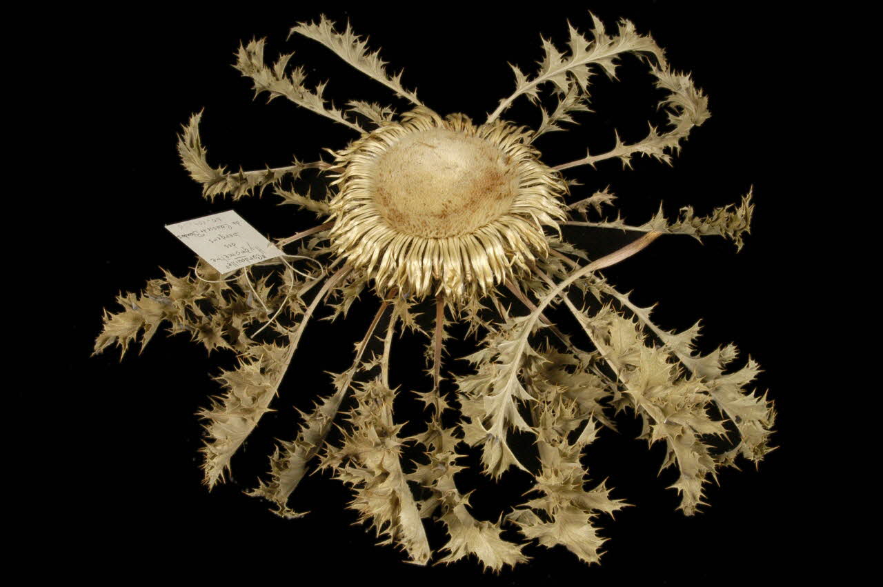 CHARDON 1960.104.26 Photo