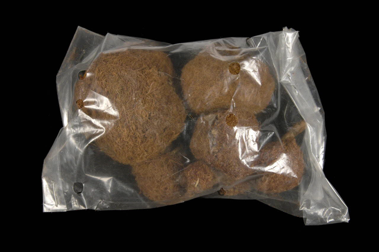 PLANTE Languedoc-Roussillon, France 1960 1961.123.35.1-6 Photo