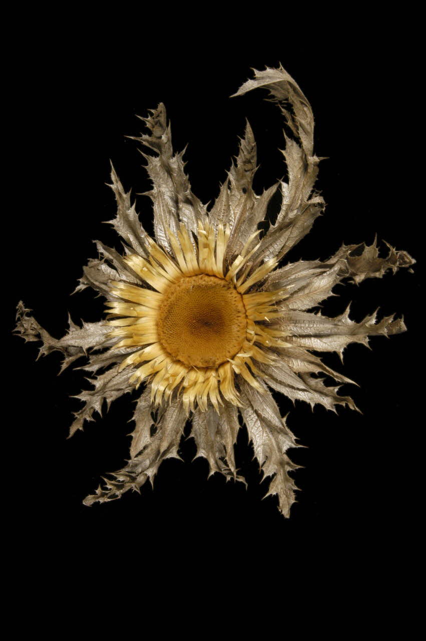 CHARDON 1961.123.36.1 Photo