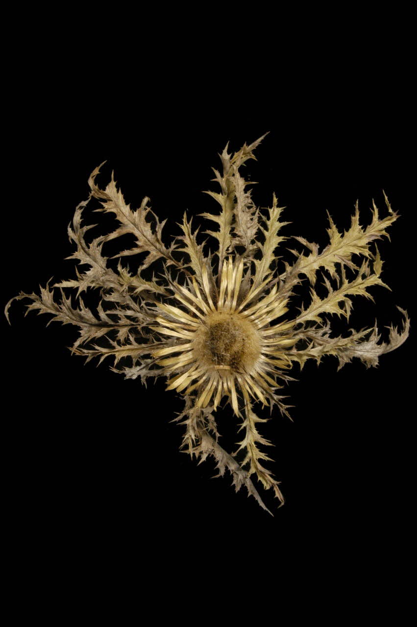 CHARDON 1961.123.36.2 Photo