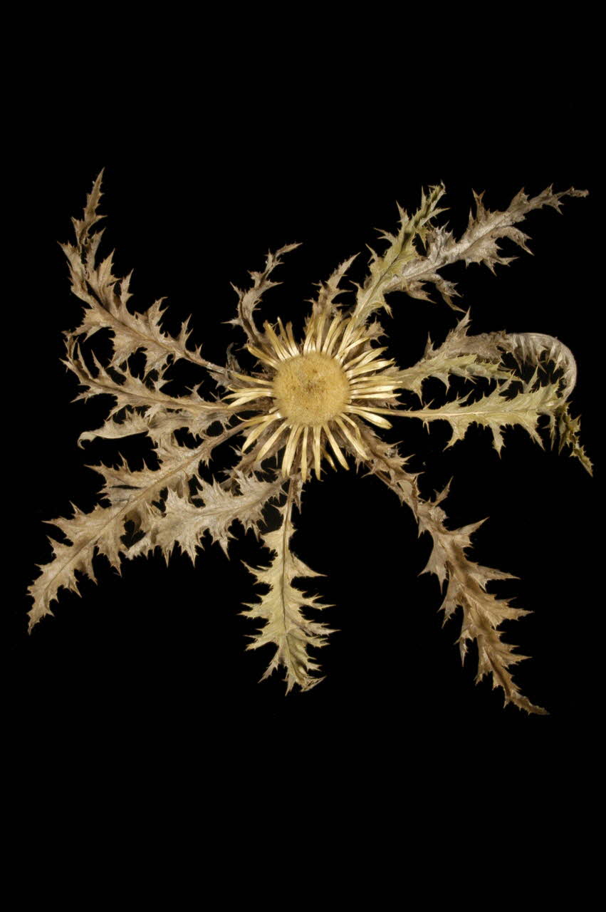 CHARDON 1961.123.36.4 Photo