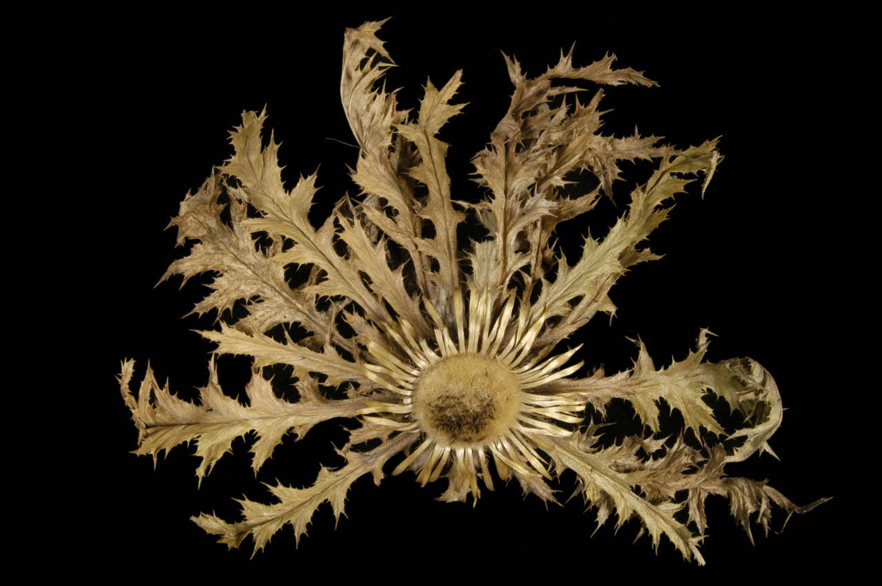 CHARDON 1961.123.36.5 Photo