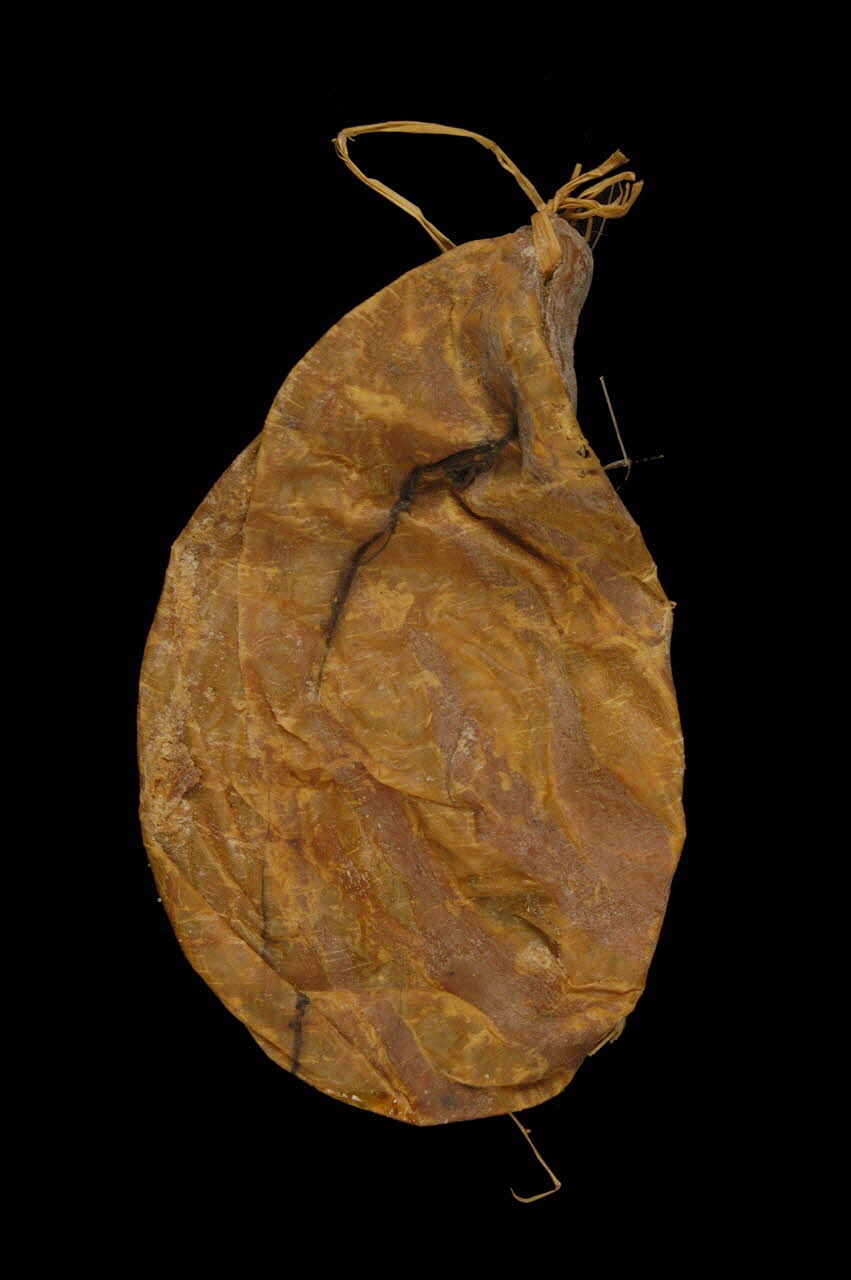 PANSE D'AGNEAU POUR LA PRESURE 1962 1961.151.10 Photo