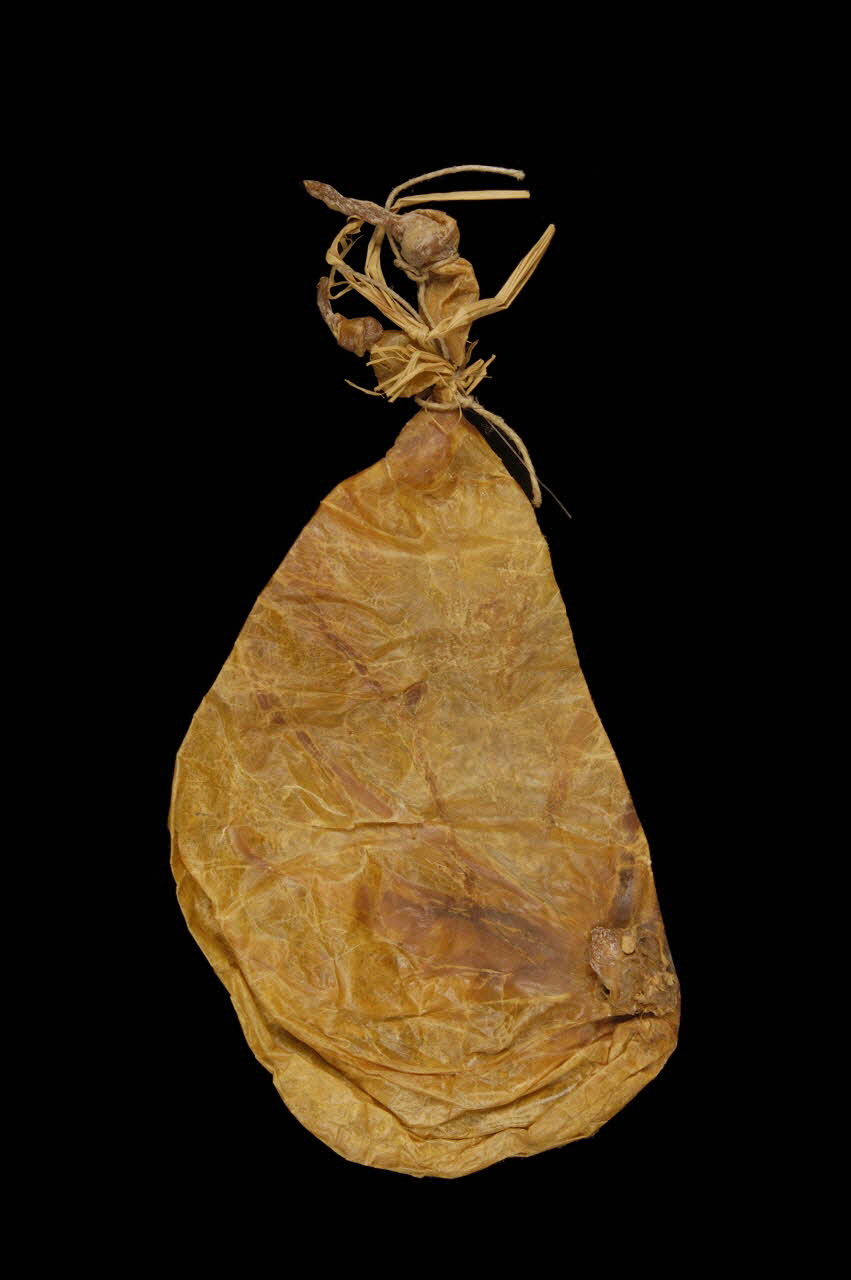 PANSE D'AGNEAU POUR LA PRESURE 1962 1961.151.9 Photo
