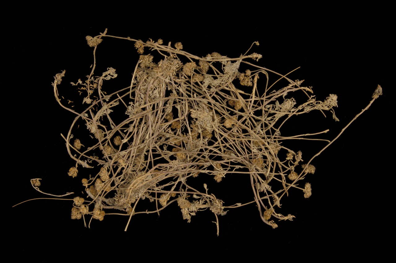 PLANTE 1962 1961.154.10 Photo