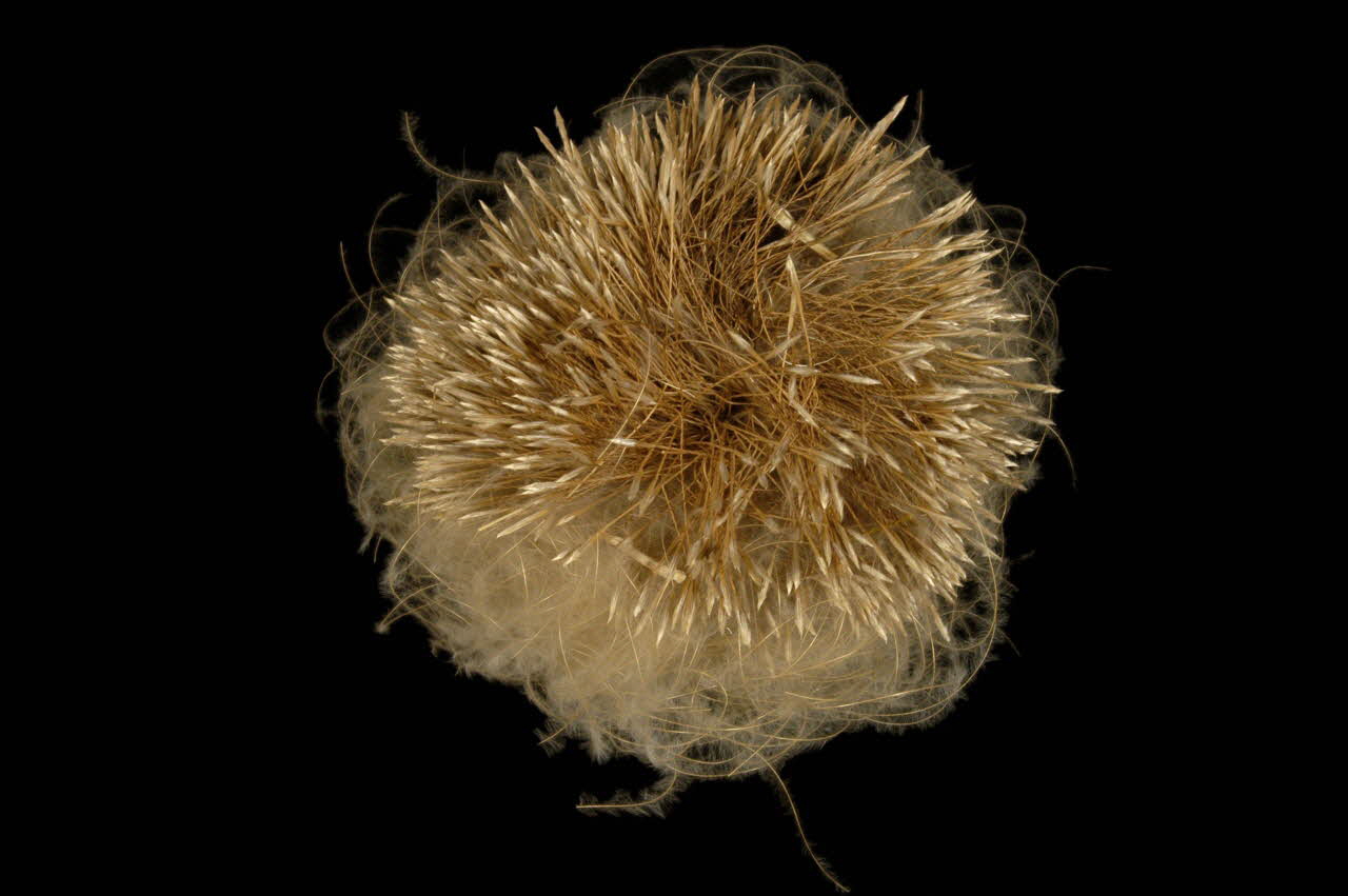 PLANTE PLUMET sautarel Languedoc-Roussillon, France 1961 1962.26.9 Photo