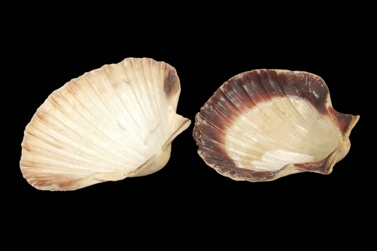 COQUILLE Coquille saint-Jacques DMH1963.67.24.9 Photo