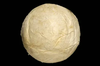 BOULE 1964.32.38 Photo