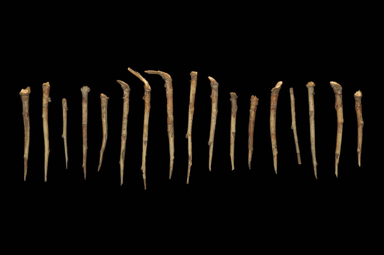 épine de prunellier DMH1964.78.1192 Photo