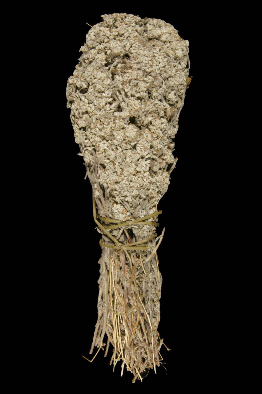 plante médicinale DMH1966.95.35 Photo