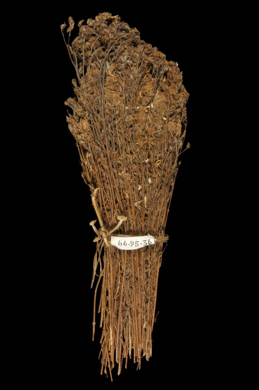 plante médicinale DMH1966.95.36 Photo