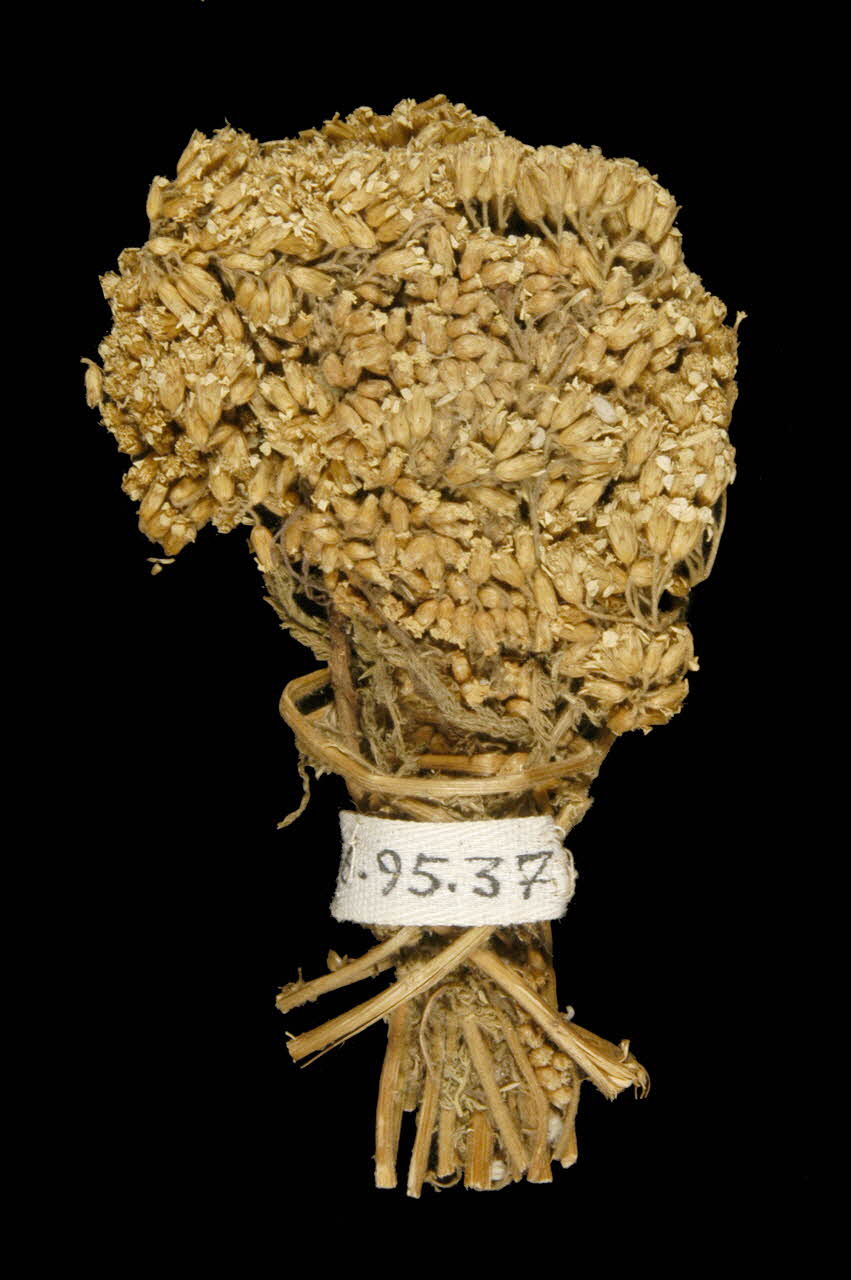 plante médicinale DMH1966.95.37 Photo
