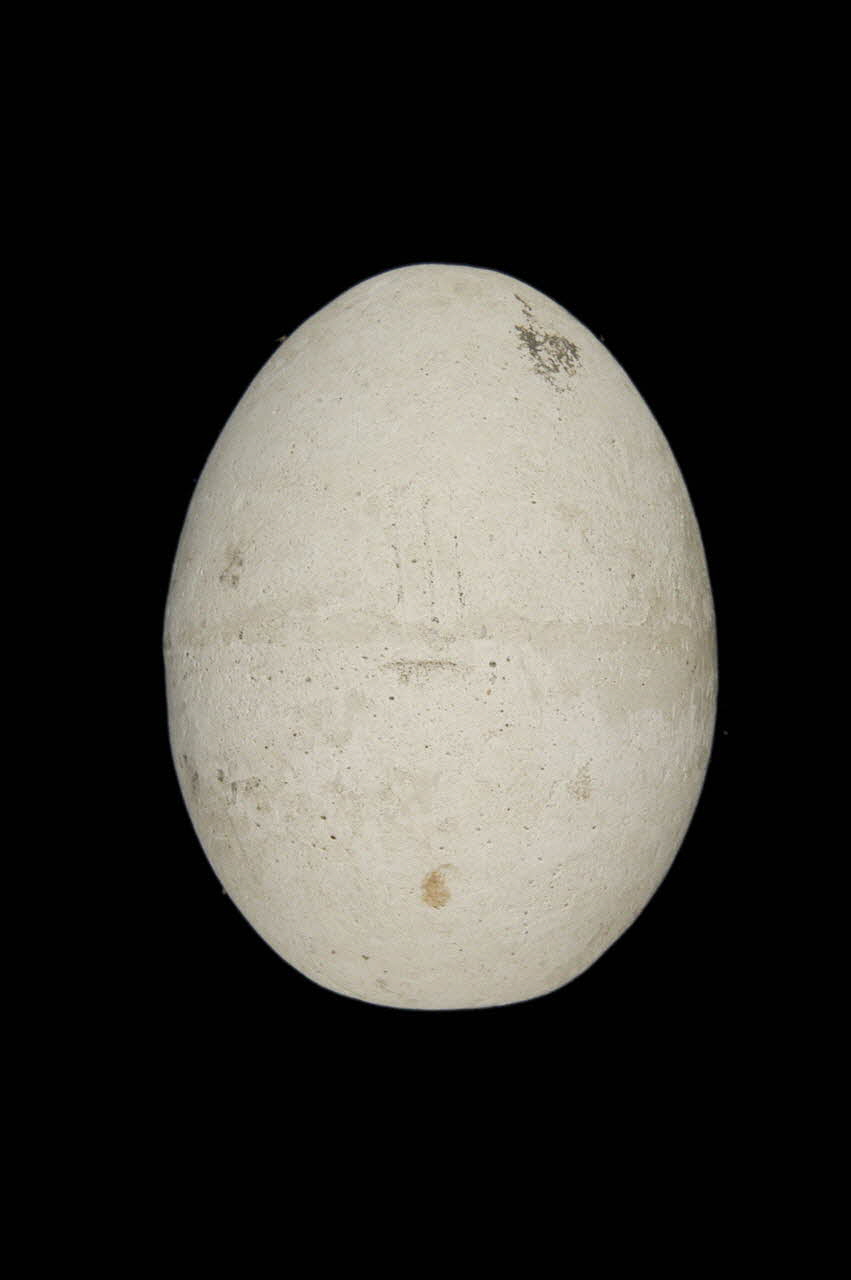 OEUF DE PLATRE 1967.115.247 Photo