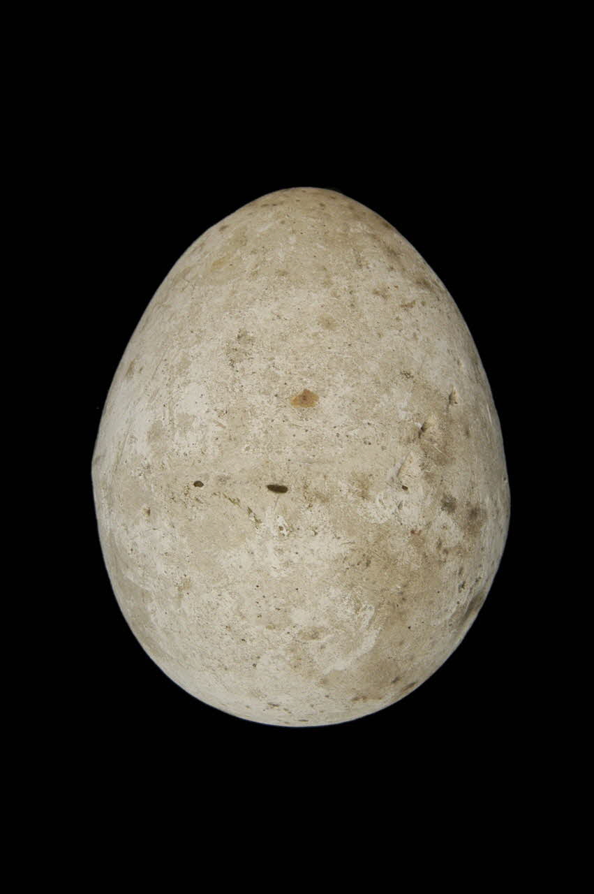 OEUF DE PLATRE 1967.115.248 Photo
