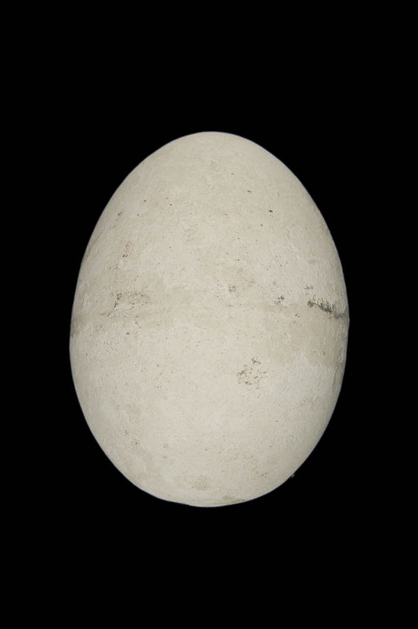 OEUF DE PLATRE 1967.115.249 Photo