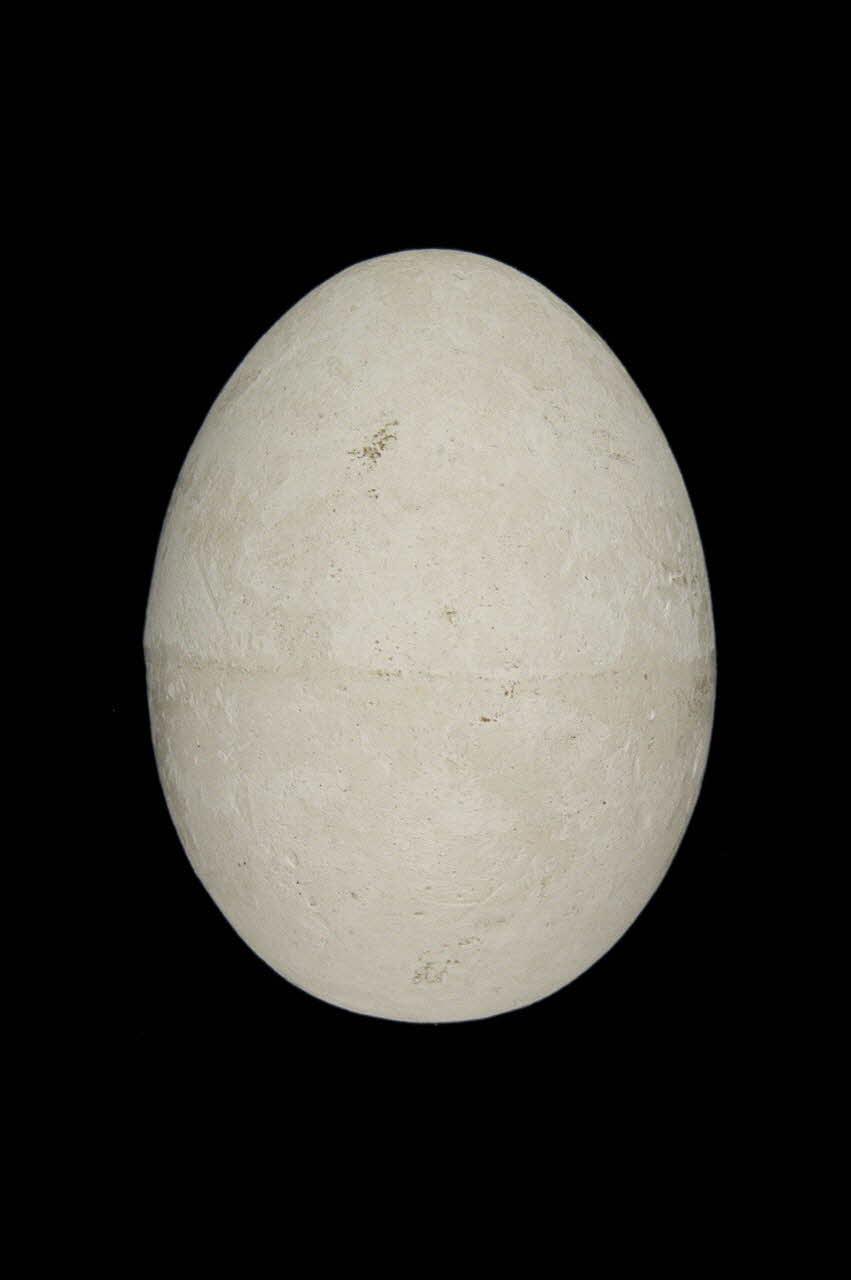 OEUF DE PLATRE 1967.115.250 Photo