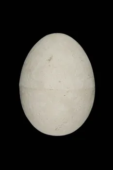 OEUF DE PLATRE 1967.115.250  Photo