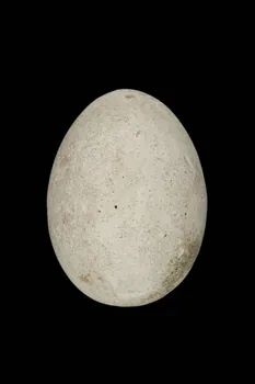 OEUF DE PLATRE 1967.115.251  Photo