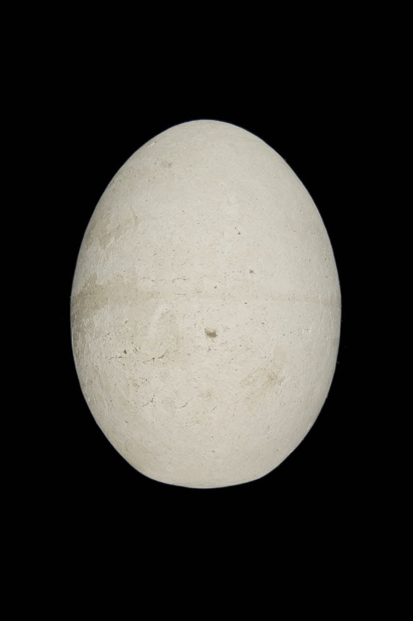 OEUF DE PLATRE 1967.115.252 Photo