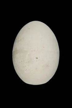 OEUF DE PLATRE 1967.115.252  Photo
